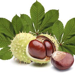 Castaño de Indias — ingrediente Motion Energy